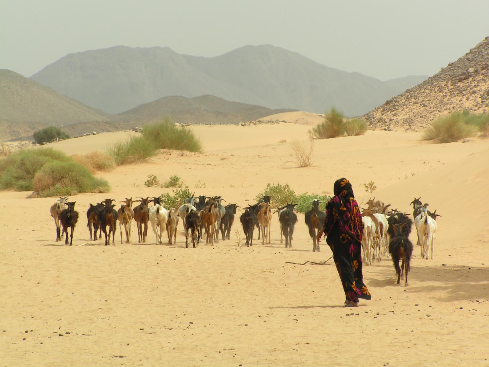 élevage nomade touareg 