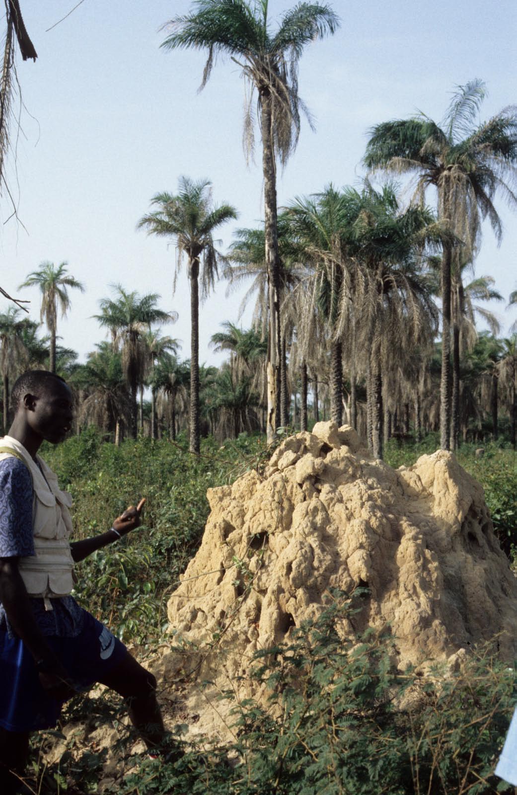 casamance 1