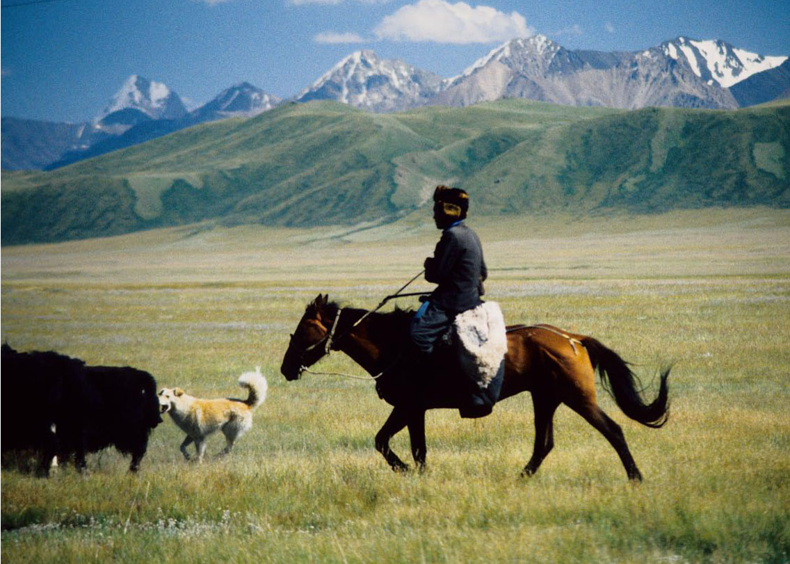 cavalier Kirghiz 